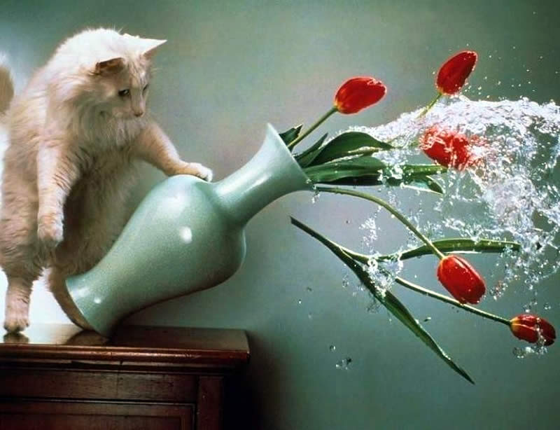 cat and falldown vase with tulpis