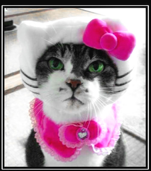 beautiful cat masquarade кошка с розовым бантиком на белой шляпке