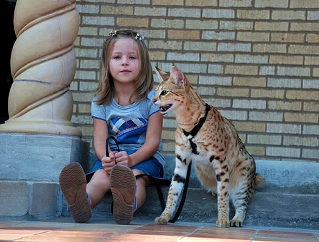 small gepard and girl, кошка-гепард на поводке у девочки