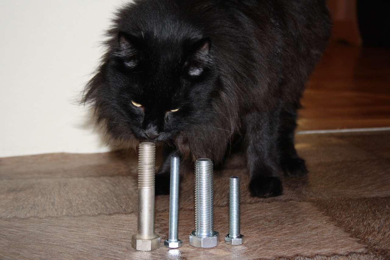 black cat smell big bolt, чёрный кот нюхает самый большой болт в ряду
