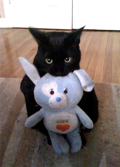 black cat and bunny toy