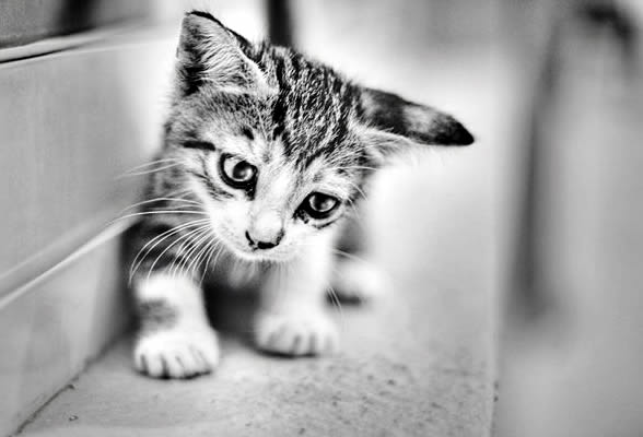 sad kitty грустный котёнок ч/б фото