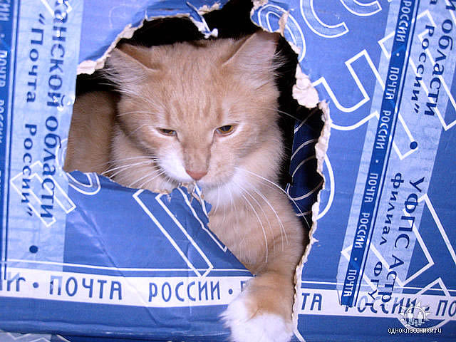 cat in post-box