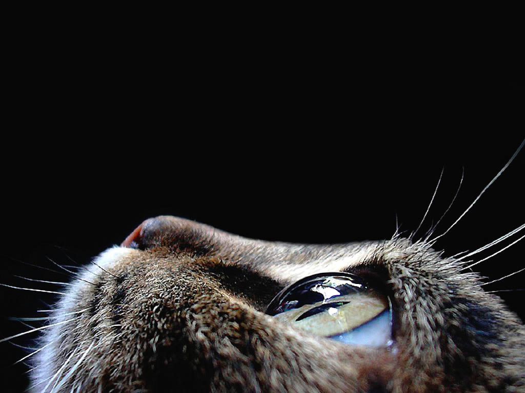 wallpaper kawai cat, big eyes see up; кошка крупным планом (одна голова) на чёрном фоне, смотрит вверх