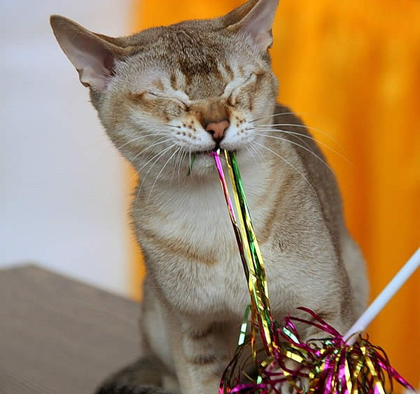 cat vs new year; кошка зажмурив глаза тянет зубами цветную новогоднюю мишуру