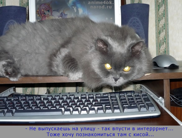 cat wish internet (кот хочет в интернет)