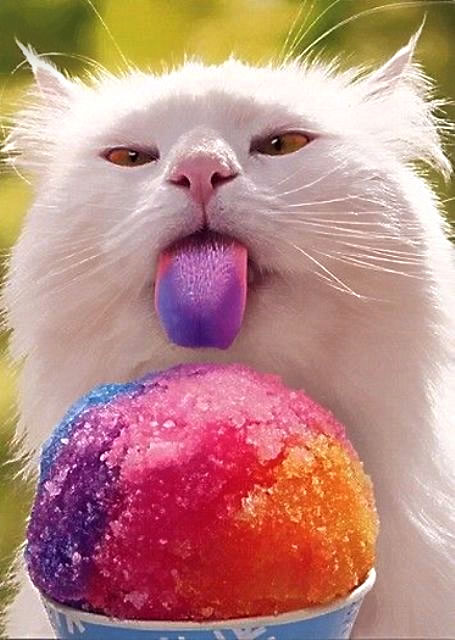 color ice-cream and cat кошка лижет цветное мороженое, красители на языке