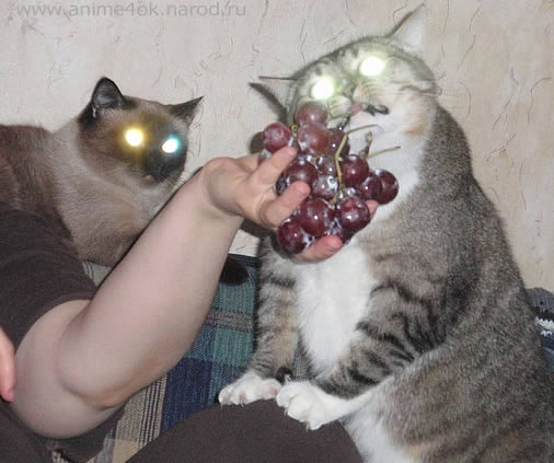funny grape cats кошку угощают виноградом *:)