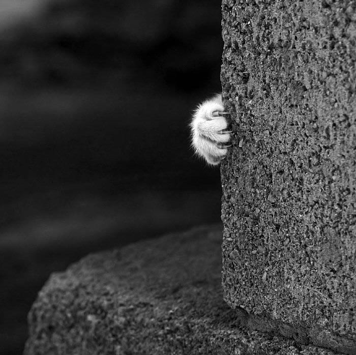 just hand of cat цепкая лапа кошки из-за бетонного угла