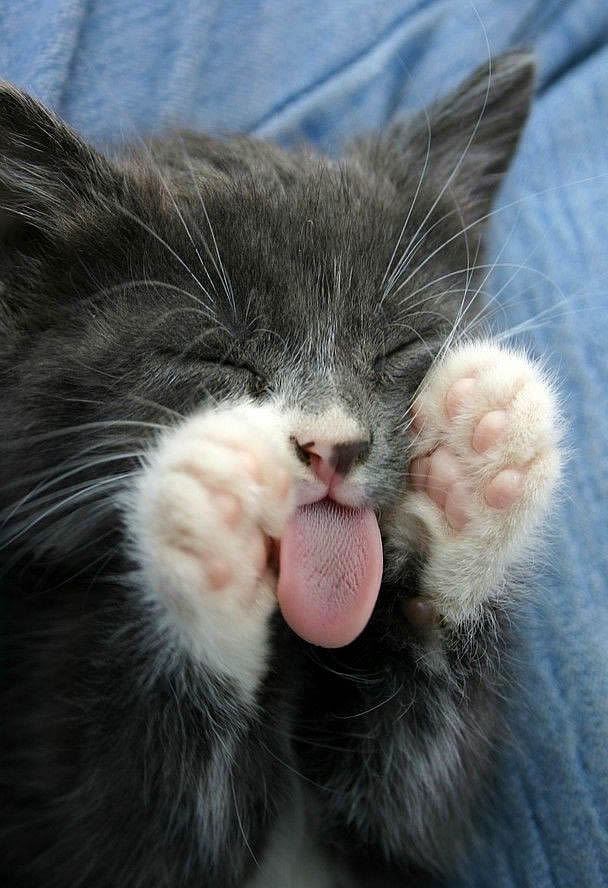 nice kitty to show a tongue