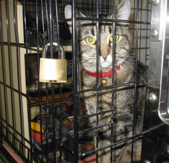 кошка в клетке за замком