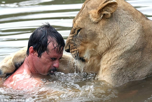 lioness and man in water, львица с человеком в воде