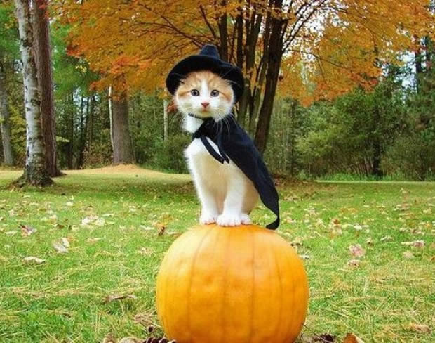 magic pumpkin cat кошка-ведьма в магическом одеянии и в шляпе на тыкве