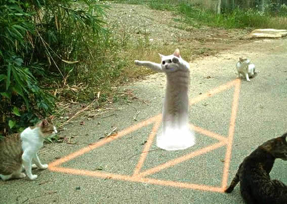 magic triangle cats, кошки: магический треугольник