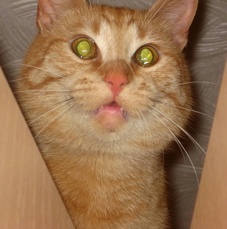 рыжий кот cat 