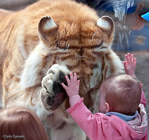 tiger king, glass and child (photo by Dyrk Daniels)