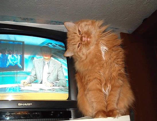 TV or Cat Кошка привлекает к себе внимание сидя у телевизора