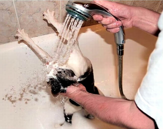 wash room cat кошку моют в душе под напором
